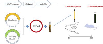 Total Salvianolic Acid Balances Brain Functional Network Topology in Rat Hippocampi Overexpressing miR-30e